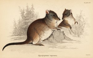 potoroo طويل الأنف ، Potorous tridactylus tridactylus. ، 1841 (نقش) بواسطة جورج روبرت ووترهاوس