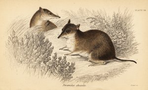 العصابة البنية الجنوبية ، Isoodon obesulus. المهددة بالخطر. ، 1841 (نقش) بواسطة جورج روبرت ووترهاوس