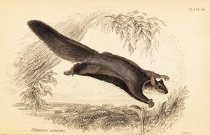 طائرة شراعية سنجاب ، Petaurus norfolcensis. ، 1841 (نقش) بواسطة جورج روبرت ووترهاوس