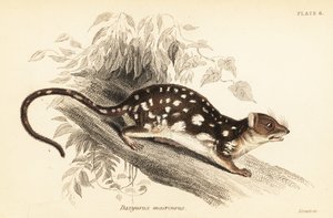 تايجر كول ، Dasyurus maculatus. ، 1841 (نقش) بواسطة جورج روبرت ووترهاوس