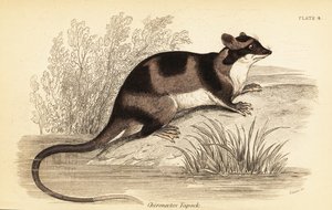 أبوسوم الماء أو يابوك ، Chironectes minimus. ، 1841 (نقش) بواسطة جورج روبرت ووترهاوس
