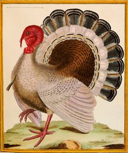 تركيا ، من "Histoire Nouvelles des Oiseaux" ، 1771-1786