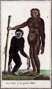 جوكو ، شمبانزي أو جيبون ، رسم توضيحي من Histoire naturelle ، بقلم جورج لويس لوكلير كونت بوفون (1707-1788) ، نقش بالألوان المائية