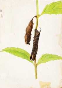  بواسطة جيرالد ثاير