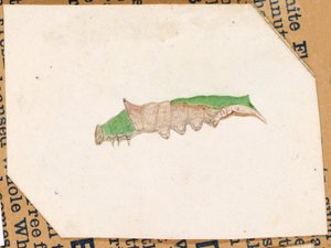  بواسطة جيرالد ثاير
