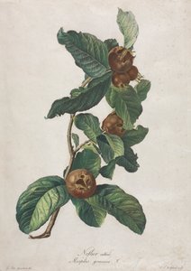 المشملة المزروعة (Mespilus germanica)