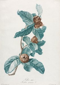 المزروعة Medlar Mespilus germanica ، ج. 1800.