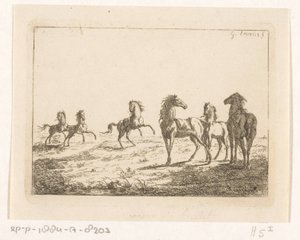 قطيع من الخيول البرية الخيول في الحرية