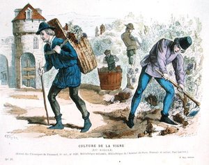 زراعة الكروم في القرن الخامس عشر ، بعد "Chroniques" لفروازار ، من "Costumes de Paris a Travers les Siecles" ed. روي ، تم نشره عام 1887 (نقش ملون) بواسطة جيرلييه (بعد)