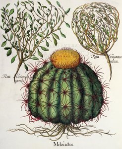1. Melocactus ؛ 2.روزا Hiericontea مفتوحة ؛ 3- روزا هيريكونتيا اختُتمت من الاستيتيسيس بقلم باسل بيسلر (1561-1629) ، الحانة. 1613 بواسطة المدرسة الألمانية