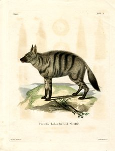 Aardwolf (نقش ملون) بواسطة المدرسة الألمانية