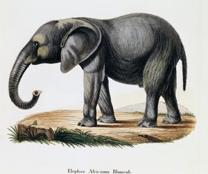 African Elephant (Elephas africanus), from Mammals illustrated from Nature with descriptions, by Johann Christian Daniel von Schreber (1739-1810), engraving by IC Bock after drawing by A Fleischmann, Germany بواسطة المدرسة الألمانية