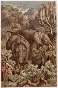 الفيل الأفريقي ، لوحة من Brehms Tierleben: General Knowledge of the Animals ، المجلد 3 ، ص. 9 ، نشره المعهد الببليوغرافي ، 1891 بواسطة المدرسة الألمانية