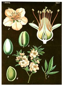 اللوز (Prunus Amygdalus) ج .1890 (chromolithograph) بواسطة المدرسة الألمانية