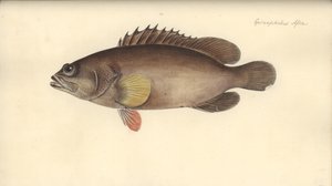 Alphestes afer قبل 1793 (مرحاض على ورق) بواسطة المدرسة الألمانية