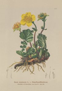 جبال الألب Avens (Geum montanum) بواسطة المدرسة الألمانية