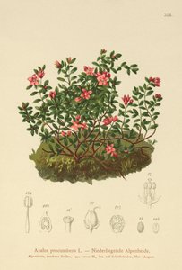 جبال الألب الأزالية (الأزالية procumbens ، Loiseleuria procumbens ، Kalmia procumbens) بواسطة المدرسة الألمانية