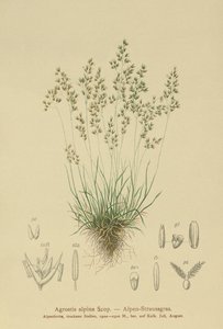 Alpine Bentgrass (Agrostis alpina ، Aira flavescens) بواسطة المدرسة الألمانية
