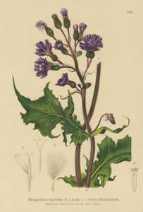 الشوك الألبيني الأزرق الشوك (Mulgedium alpinum ، Cicerbita alpina) بواسطة المدرسة الألمانية