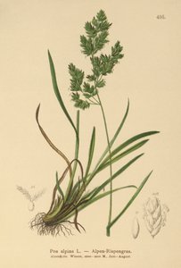 جبال الألب Bluegrass (Poa alpina) بواسطة المدرسة الألمانية
