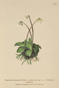 عشبة زبدة الألب (Pinguicula flavescens، Pinguicula alpina) بواسطة المدرسة الألمانية