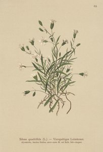 جبال الألب (Silene quadrifida ، Ixoca quadrifida) بواسطة المدرسة الألمانية