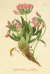 جبال الألب البرسيم (Trifolium alpinum) بواسطة المدرسة الألمانية