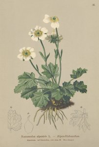 جبال الألب Crowfoot (Ranunculus alpestris) بواسطة المدرسة الألمانية