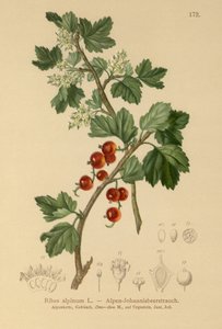 الزبيب الألباني (Ribes alpinum) بواسطة المدرسة الألمانية