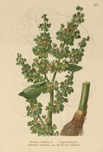 حوض جبال الألب (Rumex alpinus) بواسطة المدرسة الألمانية
