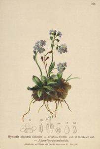 Alpine Forget-me-not (Myosotis alpestris ، Myosotis silvatica) بواسطة المدرسة الألمانية
