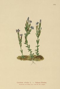 جبال الألب الجنطيانية (Gentiana nivalis) بواسطة المدرسة الألمانية