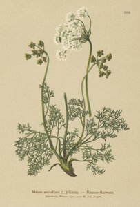 Alpine Lovage (My mutellina ، Lovage mutellina) بواسطة المدرسة الألمانية