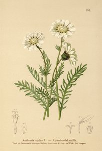 Alpine Mayweed (Anthemis alpina ، Achillea oxyloba subsp. schuri) بواسطة المدرسة الألمانية