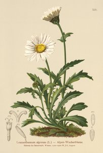 جبال الألب ديزي (Leucanthemum alpinum ، Leucanthemopsis alpina ، Chrysanthemum alpinum ، Tanacetum alpinum) بواسطة المدرسة الألمانية