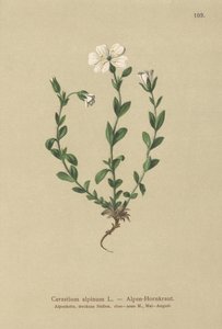 أذن فأر ألبية (Cerastium alpinum) بواسطة المدرسة الألمانية