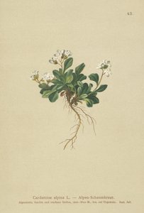جبال الألب الروك الشمالية (Cardamine alpina) بواسطة المدرسة الألمانية
