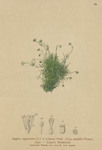 Alpine Pearlwort (Sagina saginoides ، Sagina Linnaei ، Sagina saxatilis) بواسطة المدرسة الألمانية