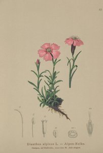جبال الألب الوردي (Dianthus alpinus) بواسطة المدرسة الألمانية