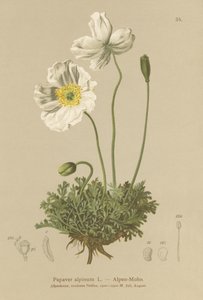 خشخاش الألب (Papaver alpinum ، subsp. alpinum) بواسطة المدرسة الألمانية