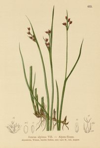 راش جبال الألب (Juncus alpinus ، Juncus alpinoarticulatus) بواسطة المدرسة الألمانية