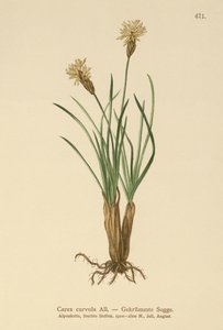 Alpine Sedge (منحنى Carex) بواسطة المدرسة الألمانية