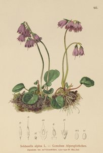 جرس جبال الألب (Soldanella alpina) بواسطة المدرسة الألمانية