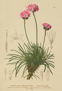Alpine Thrift (Armeria alpina) بواسطة المدرسة الألمانية