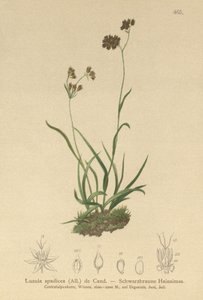 جبال الألب - الاندفاع (Luzula alpinopilosa ، Luzula spadicea) بواسطة المدرسة الألمانية