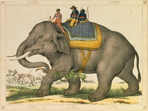 فيل يستخدم لاصطياد أوراقه المصورة الخاصة التي نشرها جوزيف شولز ، ماينز ، 1860 بواسطة المدرسة الألمانية