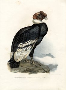 الأنديز كوندور ، 1864 بواسطة المدرسة الألمانية