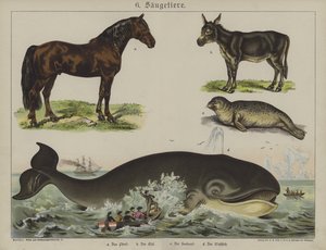 Animals (colour litho) بواسطة المدرسة الألمانية