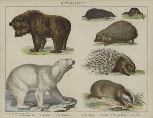 Animals (colour litho) بواسطة المدرسة الألمانية