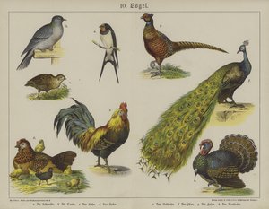 Animals (colour litho) بواسطة المدرسة الألمانية